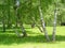 Close-up of a birchwood in summer in Belarus pretty background