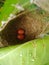 Close up of bird ground nest.the best natural view