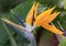 Close up of Bird of Paradise