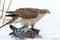 Close-up bird of prey Eurasian sparrowhawk, Accipiter nisus, sitting on the white snow