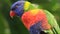 Close up bird Rainbow Lorikeet