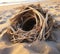 a close up of a bird\\\'s nest on a beach