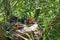 Close-up of a bird`s nest on a green coniferous tree with four small gray just-fledged chicks with open yellow beaks begging for