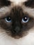 Close up of a Birman