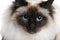 Close up of a Birman (2 years old)