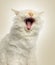 Close-up of a Birman cat yawning, 5 months old