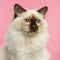 Close-up of a Birman kitten, 5 months old