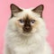 Close-up of a Birman kitten looking at the camera