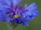 Close-up of bishop bug in a blue cornflower