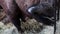 Close-up on bison. Bison or European bison is a species of artiodactyl mammals of the bison genus of the bovine