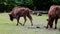 Close-up on bison in the park. They eat grass