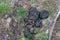 Close up of bison poop in the grass at Yellowstone National Park