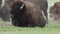 Close up of bison sitting in dirt patch in field