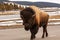 Close Up of a Bison Walking on a Road by a Frozen Yellowstone Lake in Spring