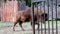 Close-up of a bison that walks in the animal park. A species of cloven-hoofed mammals of the bison genus of the bovine