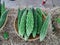 Close up of Bitter gourd in a basket