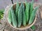 Close up of Bitter gourd in a basket