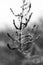 Close up of a black ad white desert plant with cobwebs or spider webs for moody, dark concepts