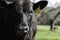Close-up of black Angus heifer in bright sunlight