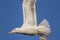 Close-up black-backed seagull in flight with wings up
