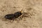 Close-up of black beetle is eating the grasshopper on sand in desert.