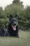 Close-up with the black Belgian Shepherd dog sitting in a natural park