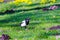 Close-Up Of Black-billed magpie Bird Perching Outdoors