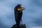 Close-up of a black bird: cormorant