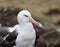 Close Up of Black Browed Albatross