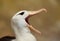 Close up of a Black-browed Albatross calling
