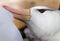 Close up of black browed albatross preening partneer