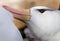 Close up of black browed albatross preening partner