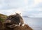 Close up of a Black-browed Albatross sitting in the nest