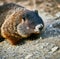Close up of black and brown wild groundhog in forest