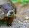 Close up of black and brown wild groundhog in forest