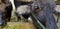 Close up black buffalo face and its blind eating green grass and straw in corral or animal farm