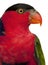 Close up of Black-capped Lory, Lorius lory, also known as Western Black-capped Lory or the Tricolored Lory