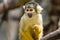 Close up of a Black-capped squirrel monkey