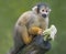 Close up of a Black-capped Squirrel Monkey with food