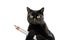 Close-up black cat, isolated on white background, holds several pencils in its paws with place for text