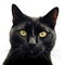 a close up of a black cat\\\'s face with yellow eyes and whiskers on it\\\'s face and a white background