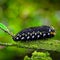 Close-up of a black caterpillar on a green leaf. Generative AI