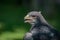 Close-up of black-chested buzzard-eagle half in sun