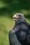 Close-up of black-chested buzzard-eagle half in sunlight