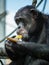 Close-up of a black chimpanzee eating corn on the cob in its cage