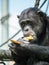 Close-up of a black chimpanzee enjoying a corn on the cob while looking into the camera