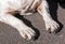 Close up of Black Claws on White Dogs Paws