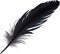 Close-up of black crow-inspired feathers.