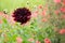 Close up of a black dahlia against a bokeh background