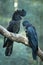 Close up black and dark blue Cockatoo birds.